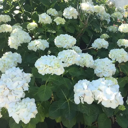 De Tourisme Le Clos Des Vendanges מוריאני-פלאז'