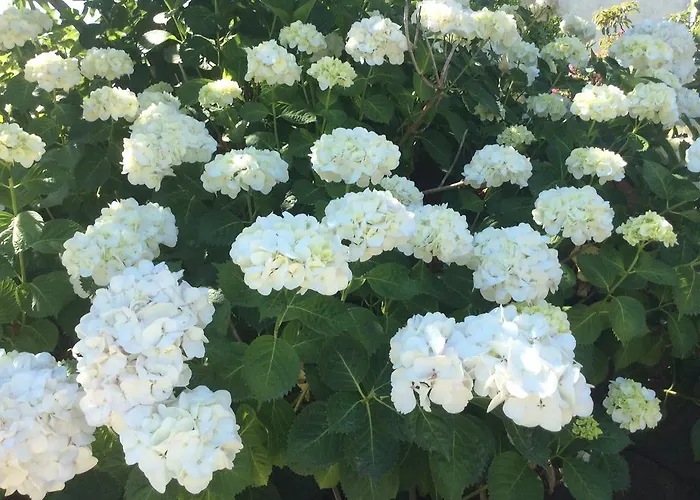 De Tourisme Le Clos Des Vendanges Moriani Plage